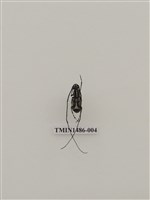 藏品(天牛科(五)泰國)的圖片